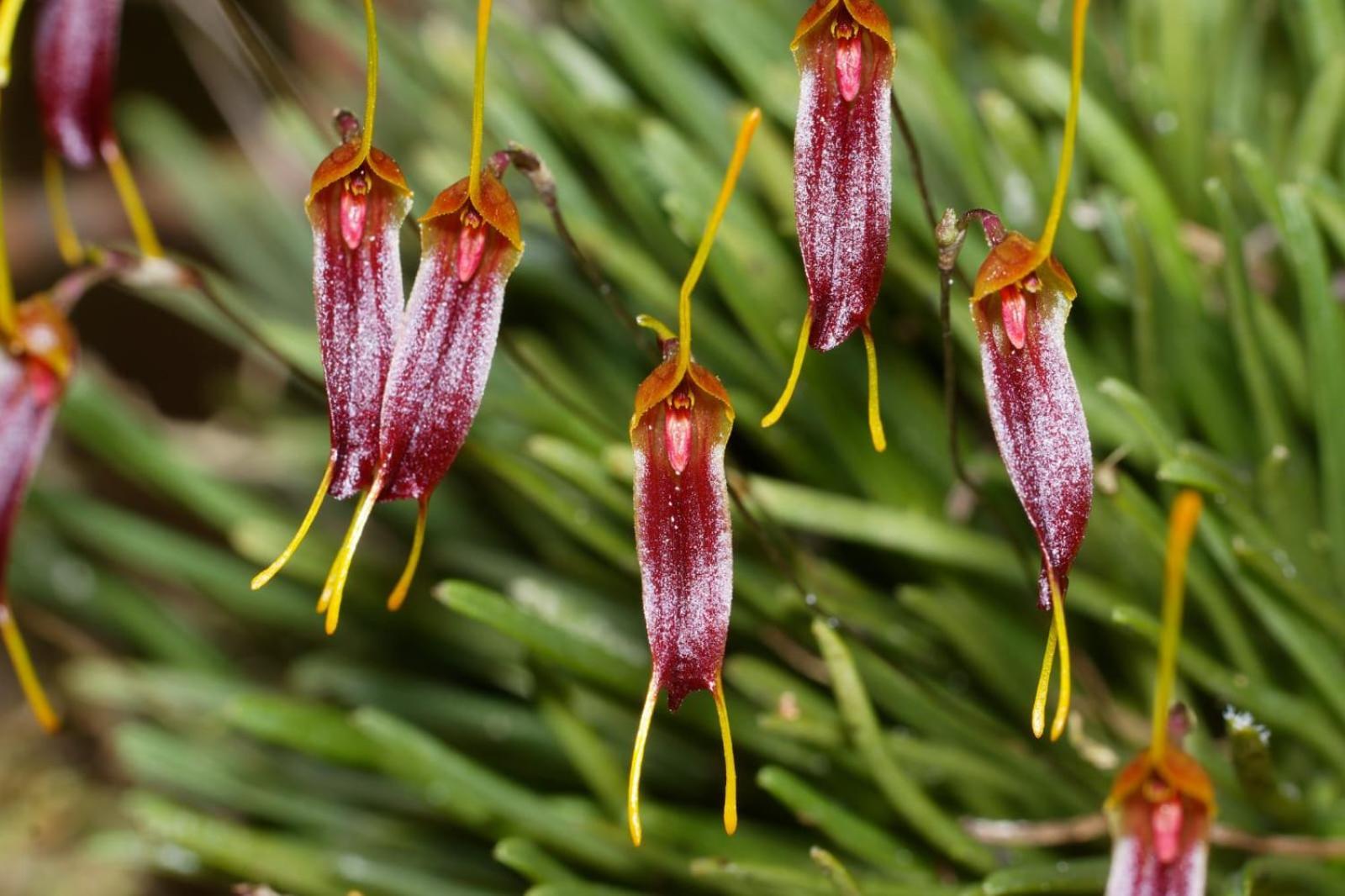 Estacion Biologica Las Cruces Y Jardin Botanico Wilson San Vito 외부 사진