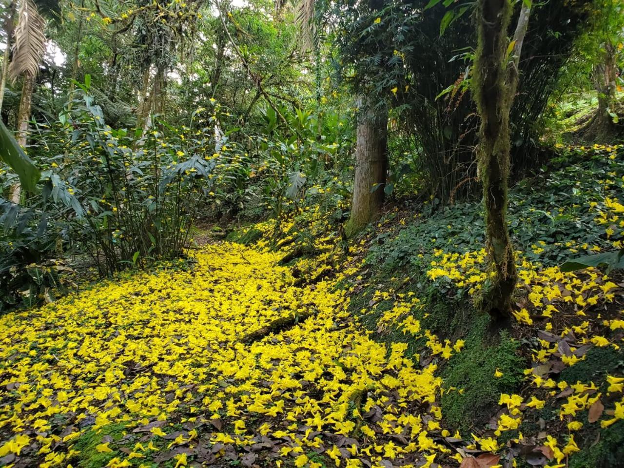 Estacion Biologica Las Cruces Y Jardin Botanico Wilson San Vito 외부 사진