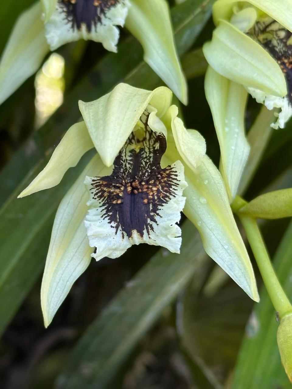 Estacion Biologica Las Cruces Y Jardin Botanico Wilson San Vito 외부 사진