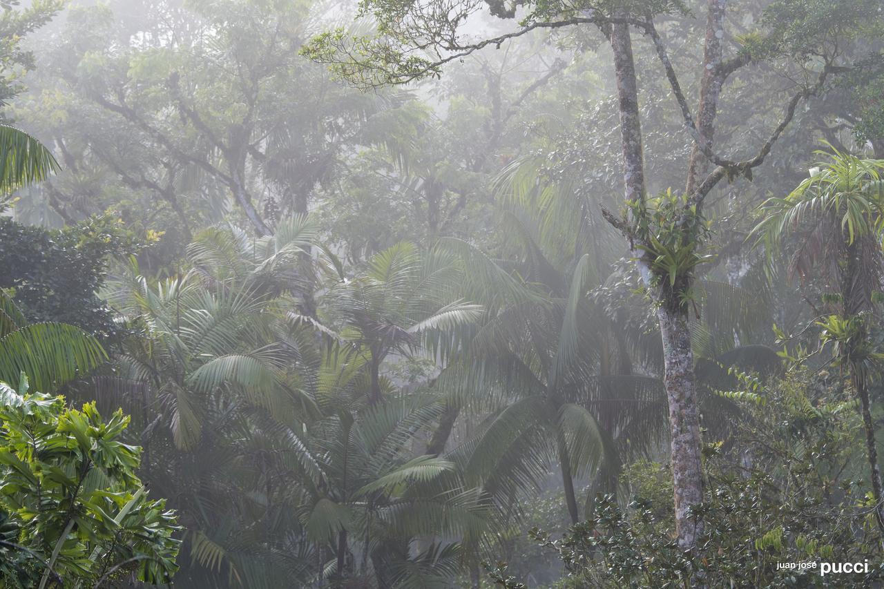 Estacion Biologica Las Cruces Y Jardin Botanico Wilson San Vito 외부 사진